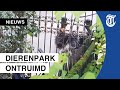 Bezoeker filmt ontsnapte aap Dierenpark Amersfoort