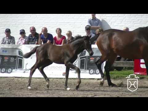 CH088 Hengstfohlen von Adagio de Talma - Nekton - King Milford xx