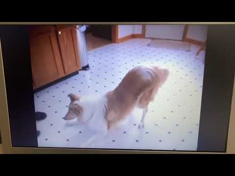 "Animal Age" Part 14 - The Searchers