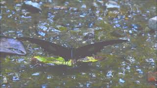 ムビる18502 20210804 005 モンキアゲハ monkiageha