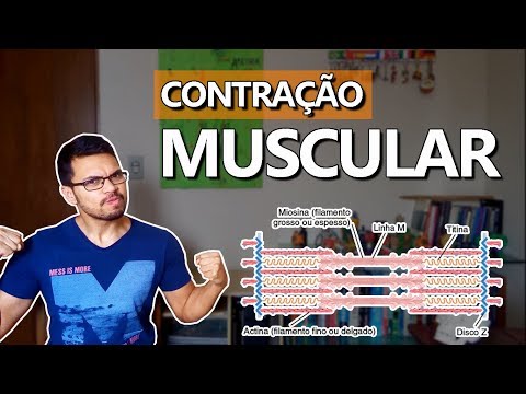 MUSCLE CONTRACTION [Muscle Fibers 01]