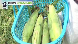 8月14日【びわ湖放送ニュース】夏の味覚！とうもろこし狩り