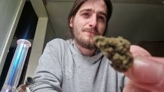 Reviewing Medical Weed Strains in New Zealand