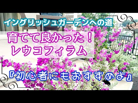 園芸 キイロオドリコソウ、キイロイラクサ、ガレオブドロンオドリコソウ