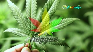 Download lagu tanjung mas ninggal janji ska version mp3