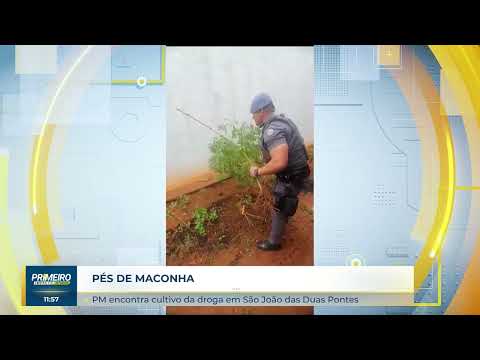 Polícia flagra plantação de maconha em São João das Duas Pontes