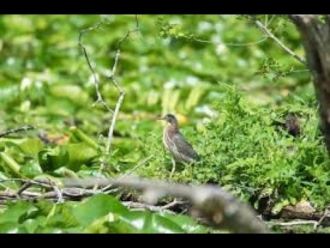 Entspannen Sie sich 4 Stunden - Entspannende Naturgeräusche - Waldambiente - Vogelgeräusche