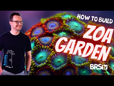 A Simple Zoa Garden for Your First Reef Tank? Our Zoanthid Only Build!