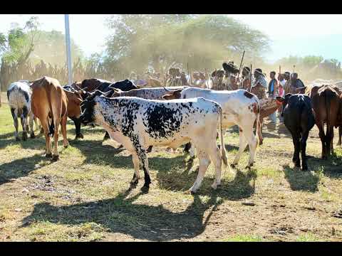 MVANGELI NTOMBELA [THE STORYTELLER]