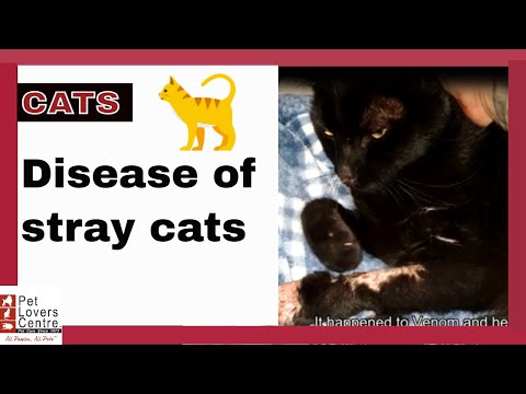 CATS: Watch out for this disease of stray cats! The story of Venom.