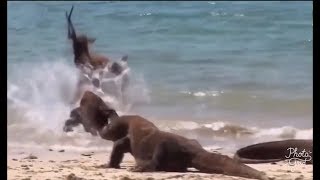 Unicorn deer fights till last breath