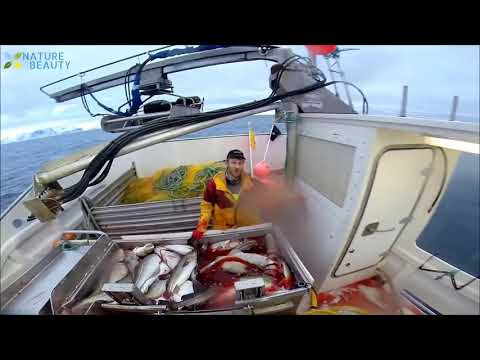 AMAZING Automatic Lines, Catching and Processing Fish Right on Ship, Big Catch in The Sea