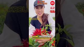 Download lagu Benih Cabe Rawit Mahkota Dompol Yang Lagi Viral mp3 Download lagu Benih Cabe Rawit Mahkota Dompol Yang Lagi Viral mp3