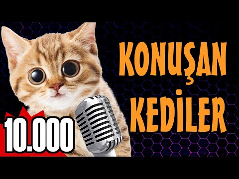 Komik Kedi Videoları - Konuşan Kediler 10000
