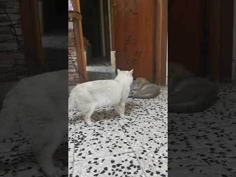 Female Cat roll around after mating.