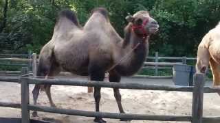 preview picture of video 'Bronx Zoo Camels - Live Recording 2014'