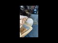 First Time House Cat Met The Kittens Cute Tuxedo Cat Hissing