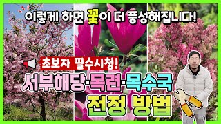 이렇게 하면 꽃이 더 풍성해집니다! 초보자도 가능한 서부해당, 목련, 목수국 전정방법!
