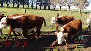 40 Terneros/Terneras de 205 kg - Grupo de Hacienda Cooperativo - Plaza Ganadera