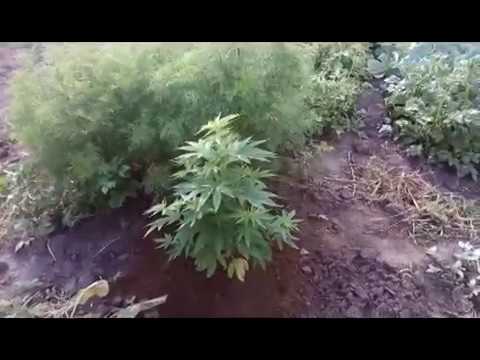 Марихуанна Аутдор Сорт АК 47 5 дней после пересадки2