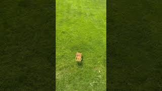 Lawn Dart #fyp #tiktok #chairs