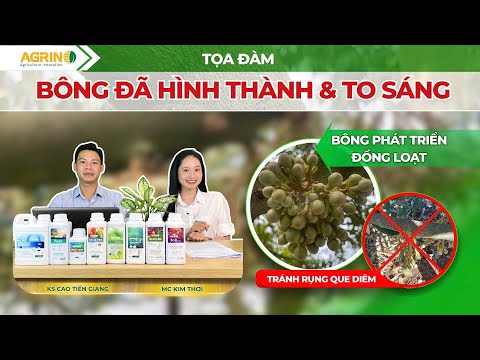 BÔNG SẦU RIÊNG ĐÃ HÌNH THÀNH & TO SÁNG – ĐỂ Ý GÌ ĐỂ BÔNG PHÁT TRIỂN ĐỒNG LOẠT, TRÁNH RỤNG QUE DIÊM?