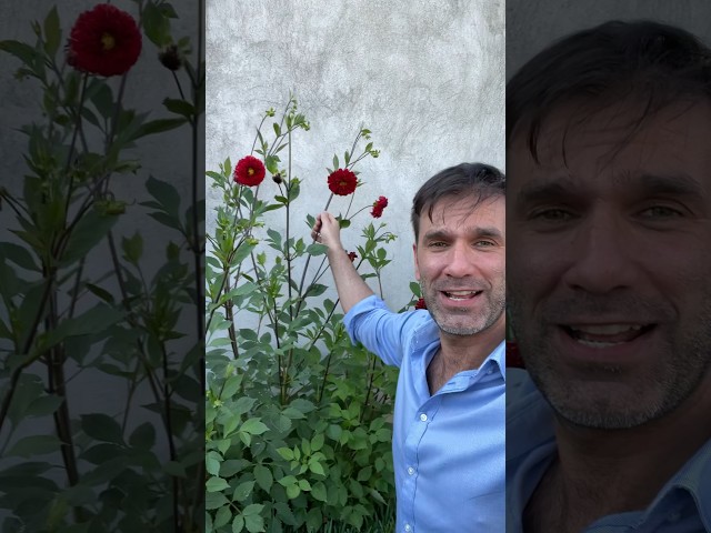 Vídeo relacionado con Dalias Bulbos Gigantes Enanas Colección - 5 Bulbos de Flores Exterior - Plantas Naturales Exterior de Holanda - No Resistente - Decoracion Jardin, Macetas y Balcón - Sin Semillas, No Artificiales