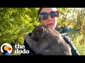 Woman Sees A Cat Get Hit By A Car And Takes Him Everywhere She Goes The Dodo