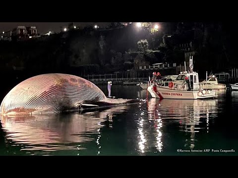 小牛帶領海岸警衛隊在那不勒斯附近找到死亡的鯨魚。 (Calf leads coastguard to dead whale off Naples)