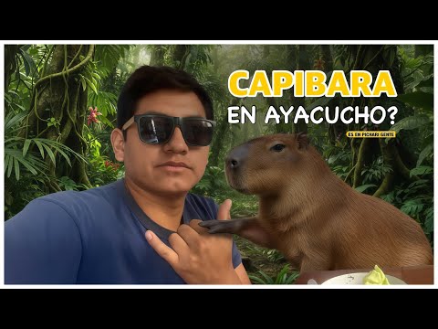 CAPIBARAS - cuzco la convención pichari