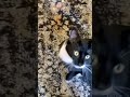 Tuxedo Cat Says Hello Tuxedocat Cute Meow