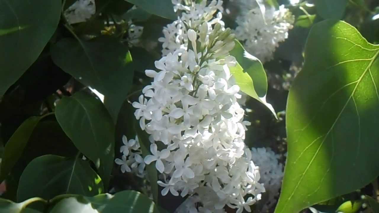 Ветка белой сирени слушать песню. Сирень Алтайская белая. Сирень Амурская белая