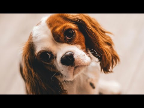 #new fujnee vedio dog #new sasmita sabar full video