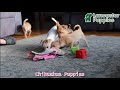Chihuahua dogs for sale: Leo - Video 1