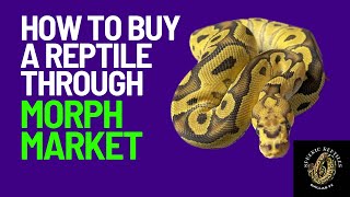 How To Buy A Reptile Through Morph Market  #pets #buyingareptile #snake #ballpython #ballpython