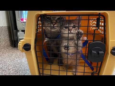 Kittens, cats make their way from Georgia to Massachusetts!
