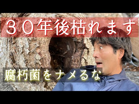 園芸 白人のドロニック