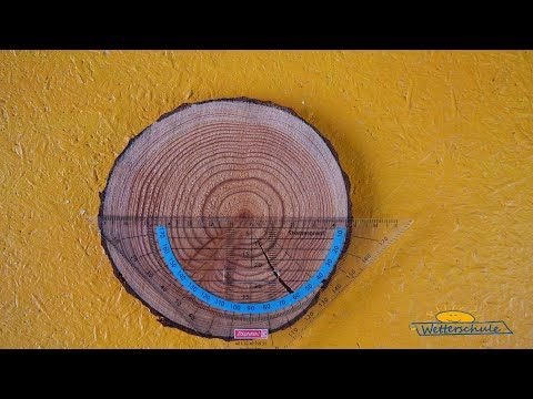 Researching the climate with tree rings