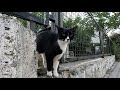 Tuxedo Cat Starts Hissing Nervously Whenever The Other Cat Approaches It