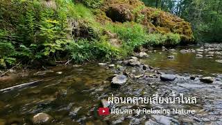 ธรรมชาติบำบัด | เสียงน้ำไหลในป่า (Nature Sounds)