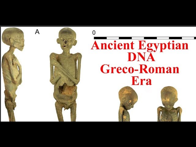 NEW! 2020 Ancient Egyptian DNA - 2 Mummies