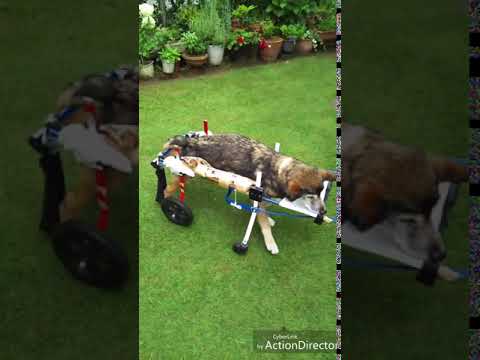 ミックス犬のチャロちゃん　４輪の犬用車イスに乗っている動画