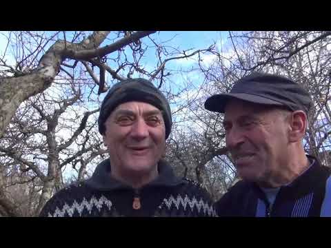 Vlad Constantin Liviu Minescu curentu din gutuie pepene si pom