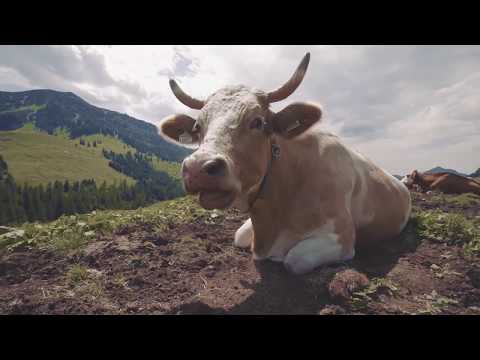 BIO-Metzgerei JUFFINGER aus Thiersee bei Kufstein - Qualitätsfleischhauerei aus Tirol