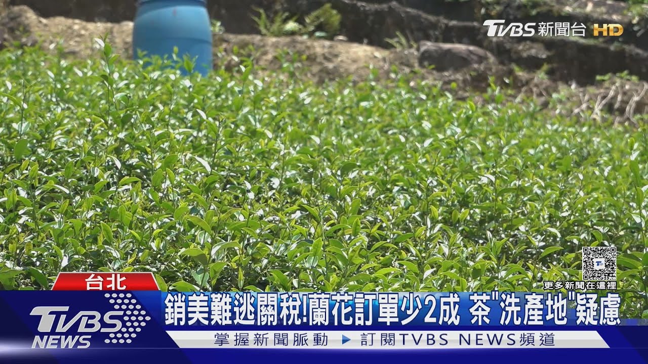 銷美難逃關稅!蘭花訂單少2成 茶「洗產地」疑慮