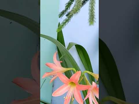 Eshwari 's grown up flowers🌸🌺🌻🌹🌷🌼💐