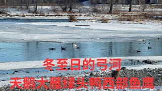 冬至日的弓河 天鹅大雁绿头鸭西部鱼鹰 Bow River on a Winter Day 2024Dec21