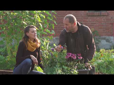 Taylor&Surtanten Sätt perenner med Blomsterlandet