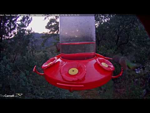 Blue-throated and Rivoli's Hummingbirds Join Early Morning Frenzy – Aug 14, 2018