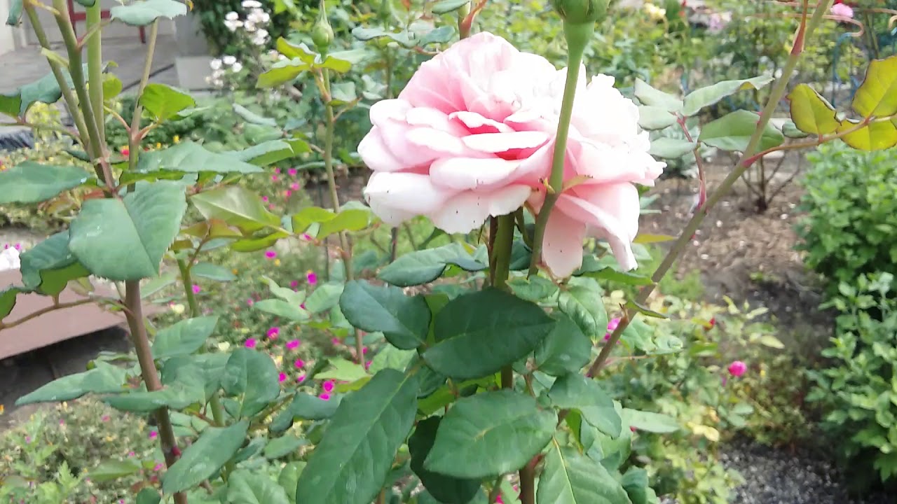 Шрабовая роза Элизабет Стюарт.